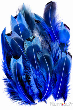 Fagiano di Colchide - 6-12 cm - blu